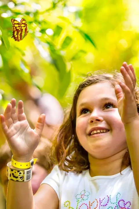 Butterfly Pavilion: more than 20 species | Xcaret México 🦋